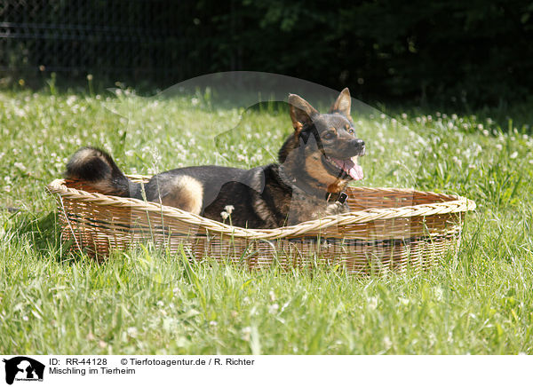 Mischling im Tierheim / mongrel at pound / RR-44128