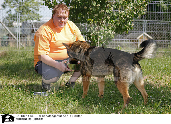 Mischling im Tierheim / mongrel at pound / RR-44133