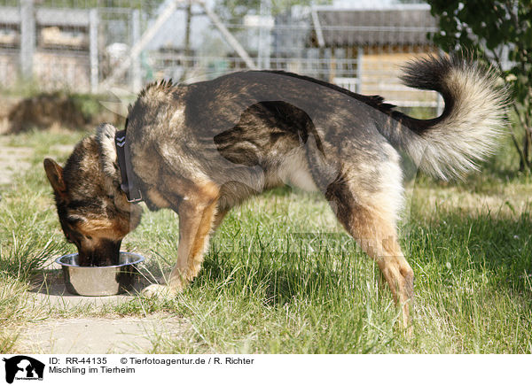 Mischling im Tierheim / mongrel at pound / RR-44135