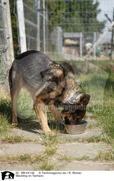 Mischling im Tierheim / mongrel at pound / RR-44136