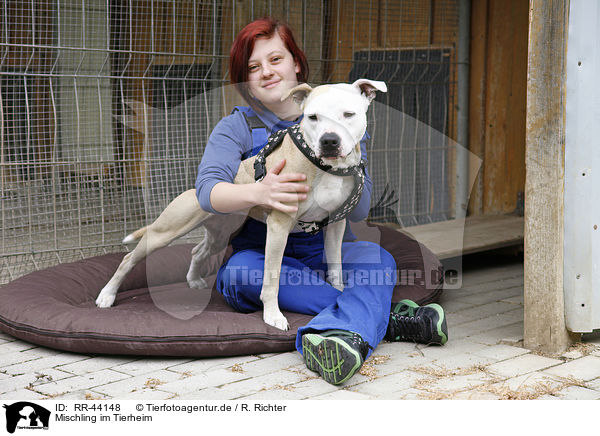 Mischling im Tierheim / mongrel at pound / RR-44148