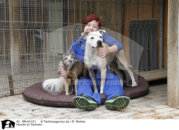 Hunde im Tierheim / dogs at pound / RR-44151