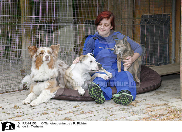 Hunde im Tierheim / RR-44153