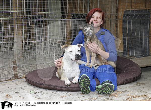Hunde im Tierheim / dogs at pound / RR-44156