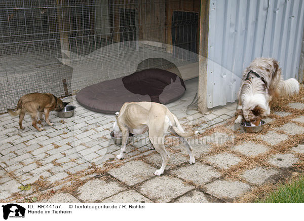 Hunde im Tierheim / RR-44157
