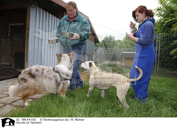 Hunde im Tierheim / dogs at pound / RR-44159