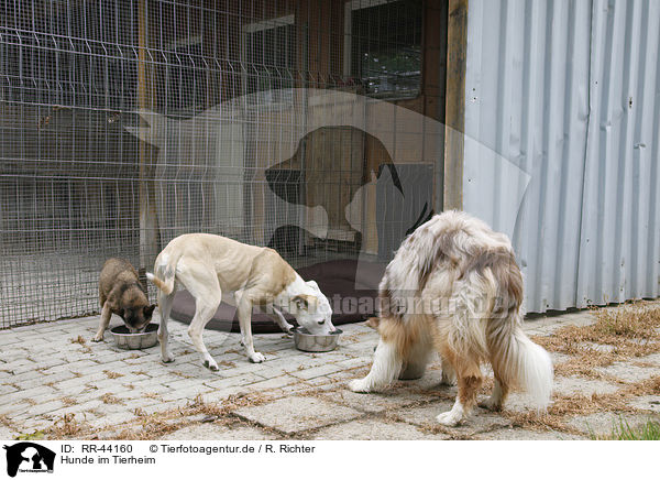 Hunde im Tierheim / dogs at pound / RR-44160