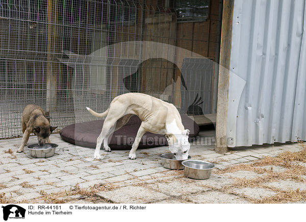 Hunde im Tierheim / dogs at pound / RR-44161