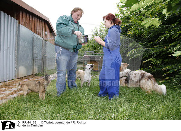 Hunde im Tierheim / RR-44162