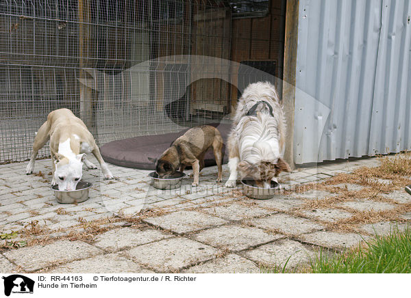 Hunde im Tierheim / dogs at pound / RR-44163