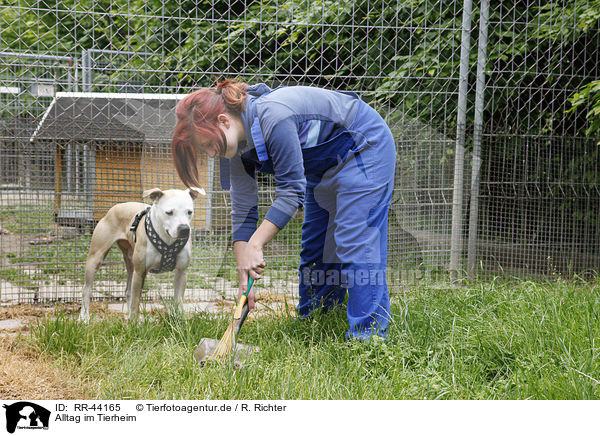 Alltag im Tierheim / RR-44165