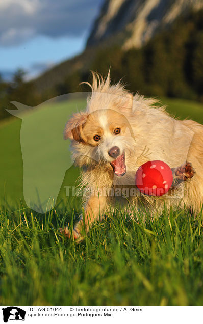 spielender Podengo-Portugues-Mix / playing mongrel / AG-01044