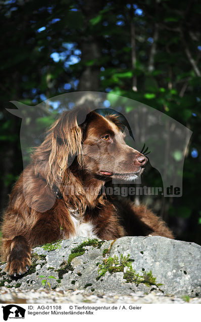 liegender Mnsterlnder-Mix / lying mongrel / AG-01108
