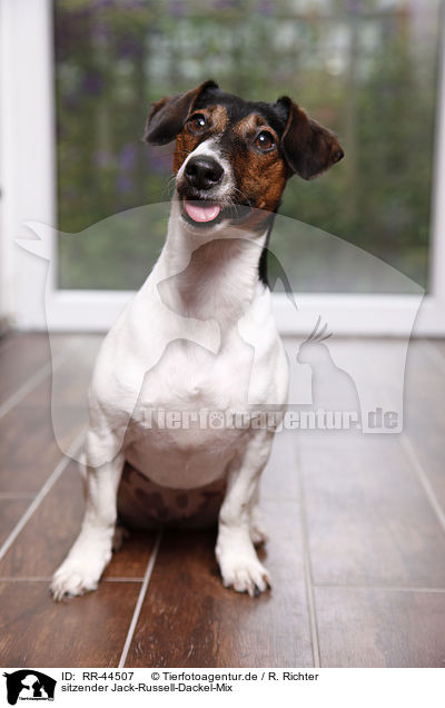 sitzender Jack-Russell-Dackel-Mix / sitting mongrel / RR-44507