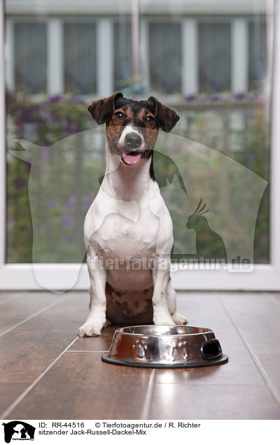sitzender Jack-Russell-Dackel-Mix / sitting mongrel / RR-44516