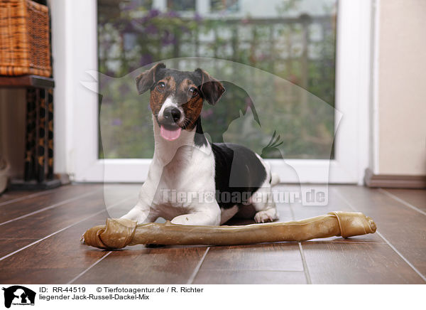 liegender Jack-Russell-Dackel-Mix / lying mongrel / RR-44519