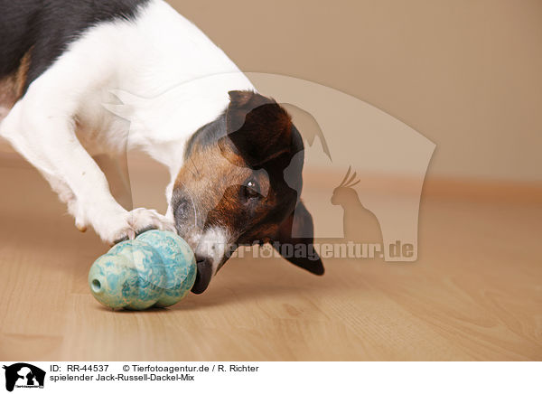 spielender Jack-Russell-Dackel-Mix / playing mongrel / RR-44537