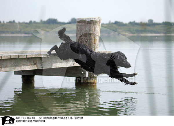 springender Mischling / jumping mongrel / RR-45048