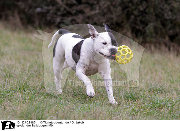 spielender Bulldoggen-Mix / playing mongrel / DJ-02885