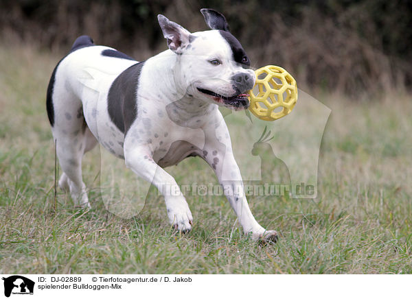 spielender Bulldoggen-Mix / playing mongrel / DJ-02889