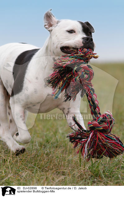 spielender Bulldoggen-Mix / playing mongrel / DJ-02898