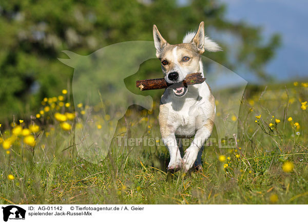 spielender Jack-Russel-Mix / playing mongrel / AG-01142