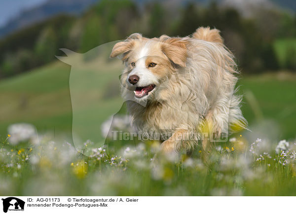rennender Podengo-Portugues-Mix / running mongrel / AG-01173