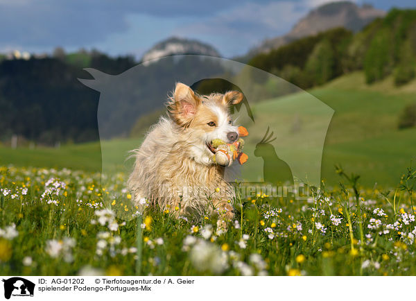 spielender Podengo-Portugues-Mix / playing mongrel / AG-01202