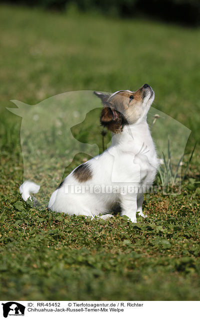 Chihuahua-Jack-Russell-Terrier-Mix Welpe / mongrel puppy / RR-45452