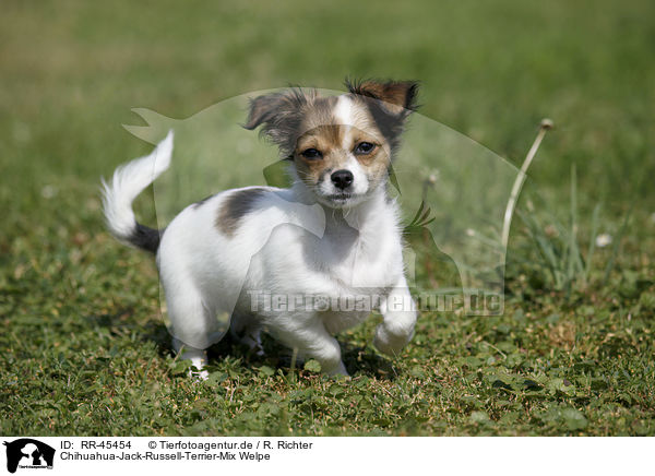Chihuahua-Jack-Russell-Terrier-Mix Welpe / RR-45454