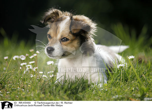 Chihuahua-Jack-Russell-Terrier-Mix Welpe / RR-45469