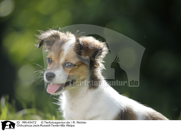 Chihuahua-Jack-Russell-Terrier-Mix Welpe / mongrel puppy / RR-45472