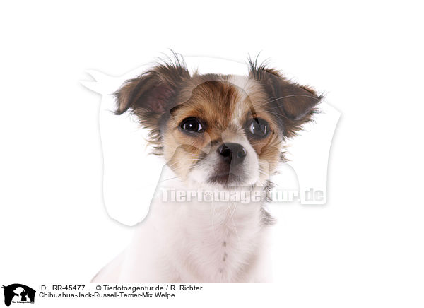 Chihuahua-Jack-Russell-Terrier-Mix Welpe / RR-45477
