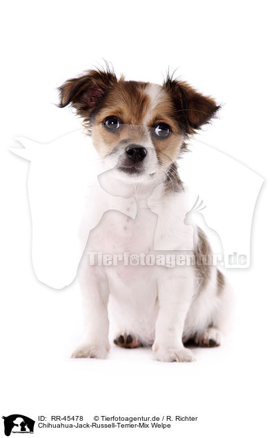 Chihuahua-Jack-Russell-Terrier-Mix Welpe / RR-45478
