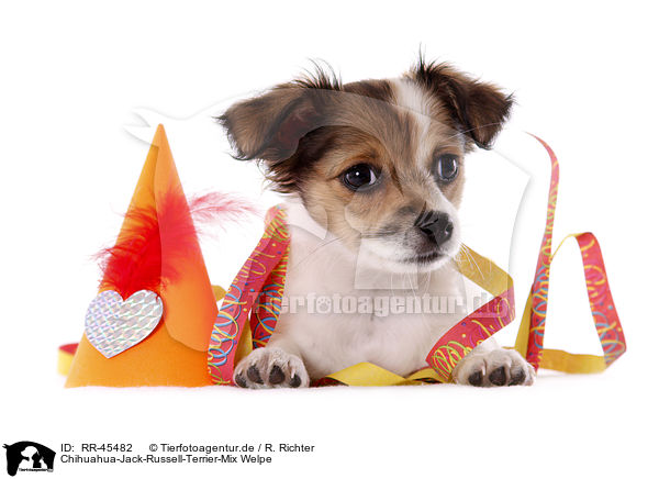 Chihuahua-Jack-Russell-Terrier-Mix Welpe / RR-45482