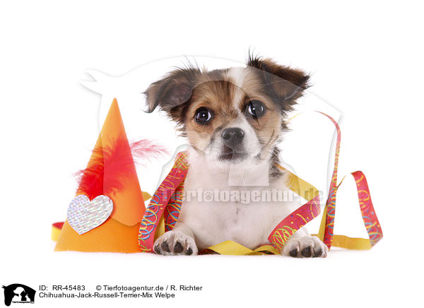 Chihuahua-Jack-Russell-Terrier-Mix Welpe / RR-45483