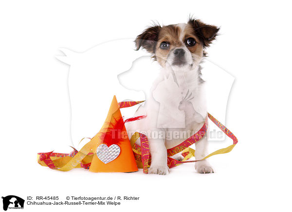 Chihuahua-Jack-Russell-Terrier-Mix Welpe / mongrel puppy / RR-45485