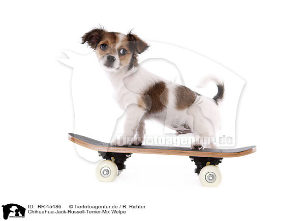 Chihuahua-Jack-Russell-Terrier-Mix Welpe / mongrel puppy / RR-45486