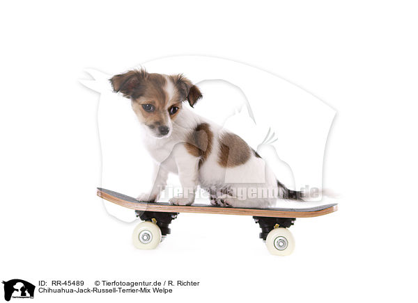 Chihuahua-Jack-Russell-Terrier-Mix Welpe / mongrel puppy / RR-45489