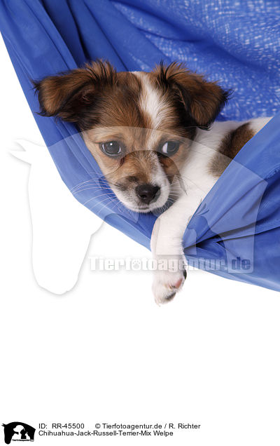 Chihuahua-Jack-Russell-Terrier-Mix Welpe / mongrel puppy / RR-45500