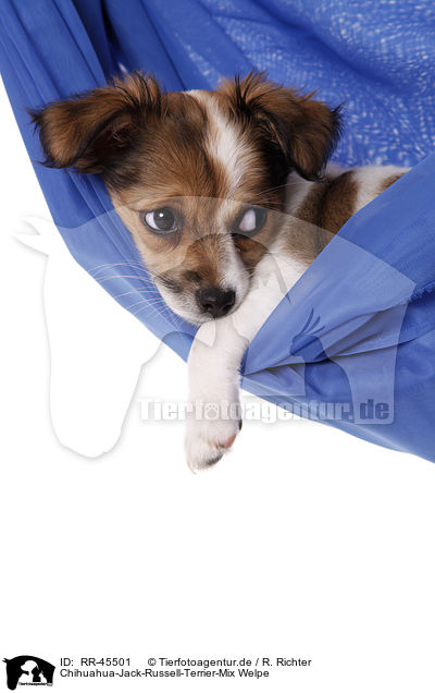 Chihuahua-Jack-Russell-Terrier-Mix Welpe / mongrel puppy / RR-45501