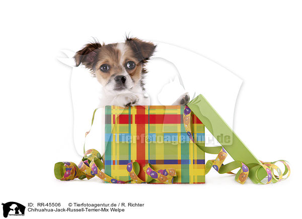 Chihuahua-Jack-Russell-Terrier-Mix Welpe / RR-45506