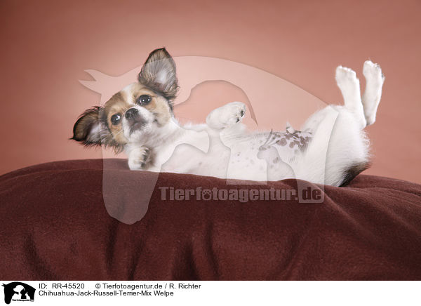 Chihuahua-Jack-Russell-Terrier-Mix Welpe / RR-45520