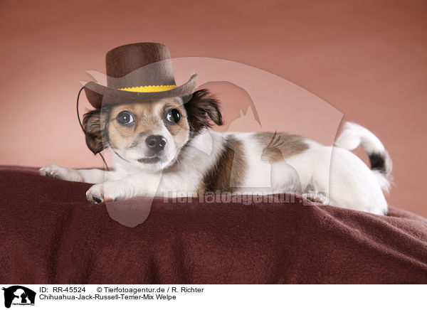 Chihuahua-Jack-Russell-Terrier-Mix Welpe / RR-45524