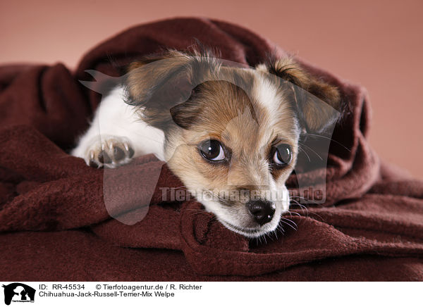 Chihuahua-Jack-Russell-Terrier-Mix Welpe / RR-45534