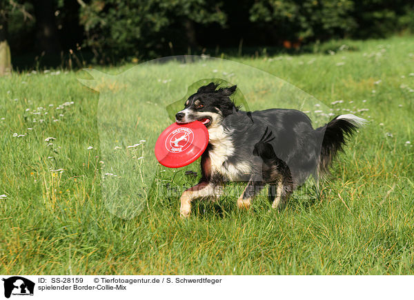 spielender Border-Collie-Mix / SS-28159