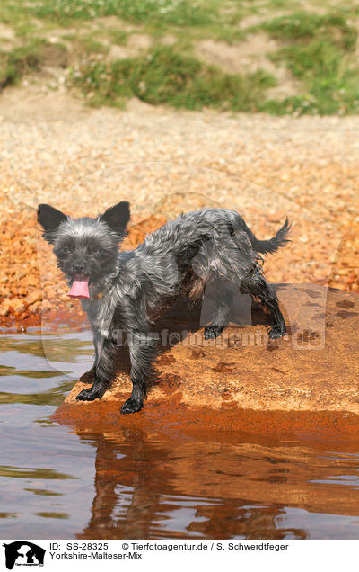 Yorkshire-Malteser-Mix / mongrel / SS-28325