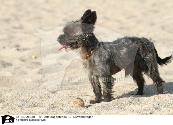 Yorkshire-Malteser-Mix / mongrel / SS-28338