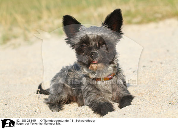 liegender Yorkshire-Malteser-Mix / lying mongrel / SS-28345