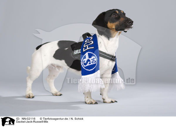 Dackel-Jack-Russell-Mix / mongrel / NN-02116